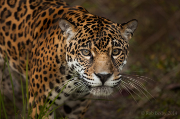 jaguar-amifelins-amerique-latine-felin