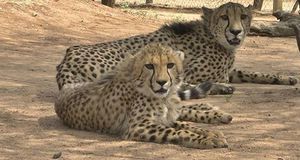 cheetah-guepard-conservation-protection