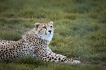 guepard-felin-amifelin-afrique