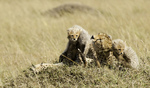 guepard-felin-amifelin-afrique