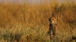 guepard-felin-amifelin-afrique-bébé