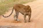 amifelins-leopard-felin-afrique