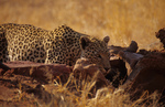 amifelins-leopard-felin-afrique