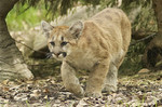 amifelins-felin-puma-cougar