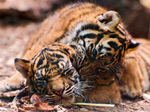 amifelins-tigre-tiger-felin