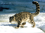 amifelins-felins-panthere-neige