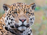 amifelins-felin-jaguar